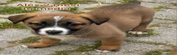 Meticcio cani in regalo: CUCCIOLI BISOGNOSI: URGENTE! a Città Metropolitana di Torino - Annuncio 2