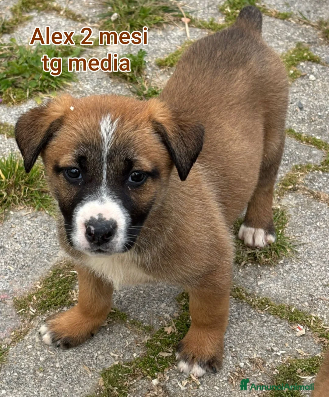 Meticcio cani in regalo: CUCCIOLI BISOGNOSI: URGENTE! a Città Metropolitana di Torino - Annuncio 2