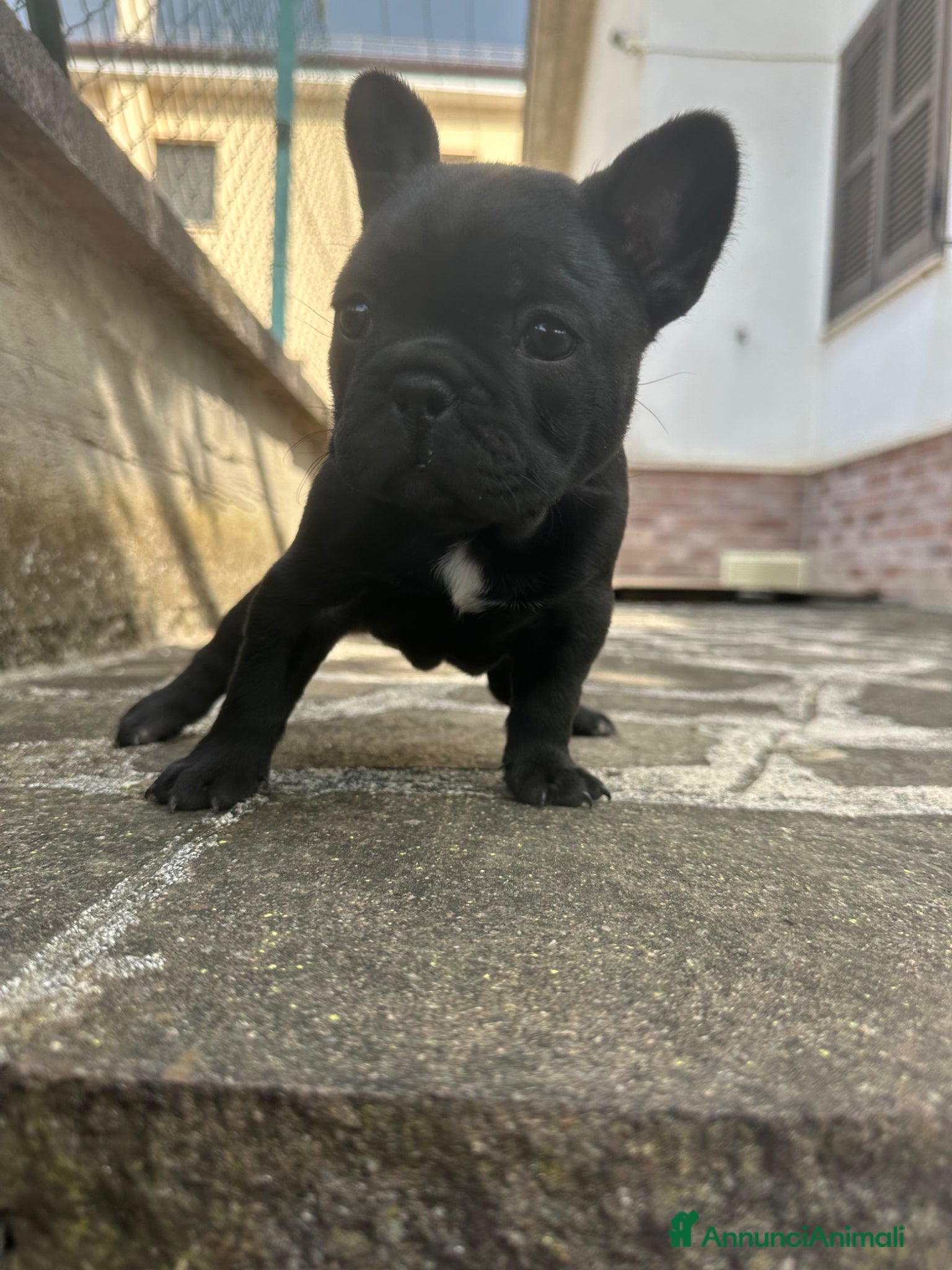 Bulldog Francese cani in vendita: bulldog francese blue occhi celesti, merlè, 2 nere - Annuncio 26