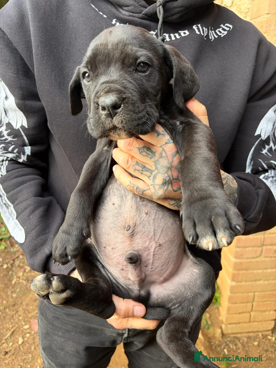 Cane Corso cani in vendita: Cuccioli di Cane Corso - Annuncio 12