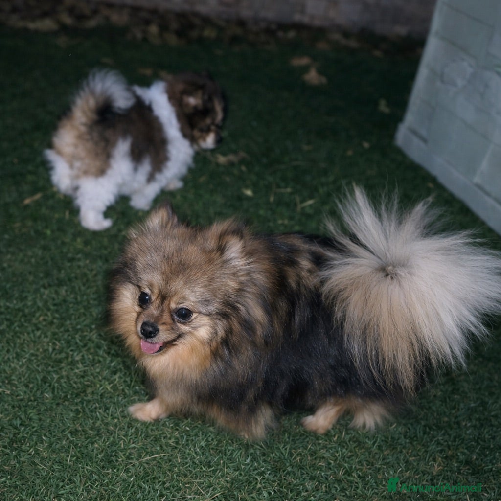 Spitz cani Spitz di Pomerania  - Annuncio 1