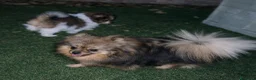 Spitz cani in vendita: Spitz di Pomerania  - Annuncio 1