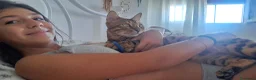 Bengala gatti in vendita: Cucciole Bengala brown a Città Metropolitana di Torino - Annuncio 7