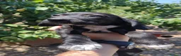 Setter Inglese cani in regalo: Spendidi cuccioli di setter inglese (Catania) - Annuncio 4