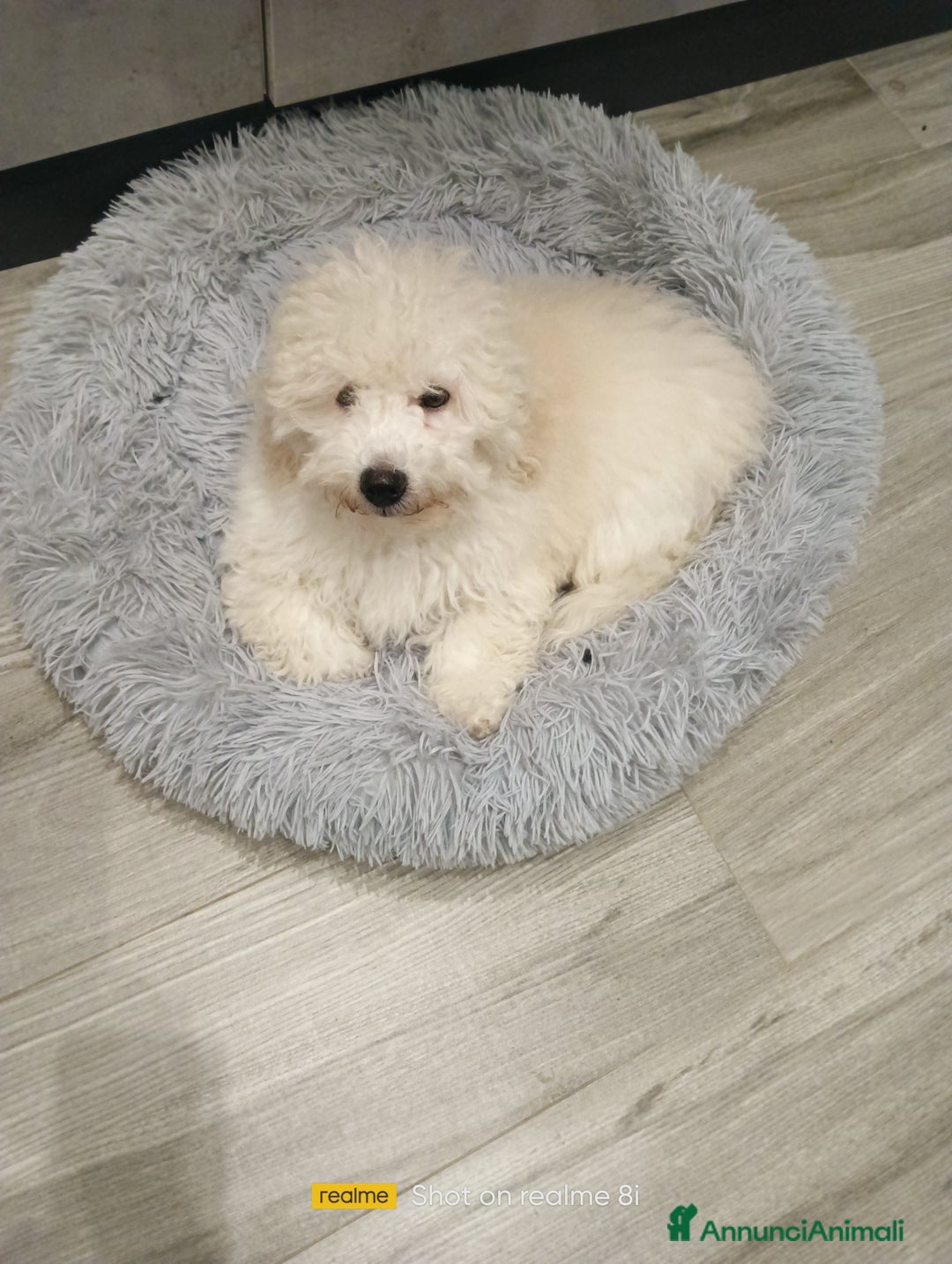 Meticcio cani in vendita: Maltipoo maschio  - Annuncio 5