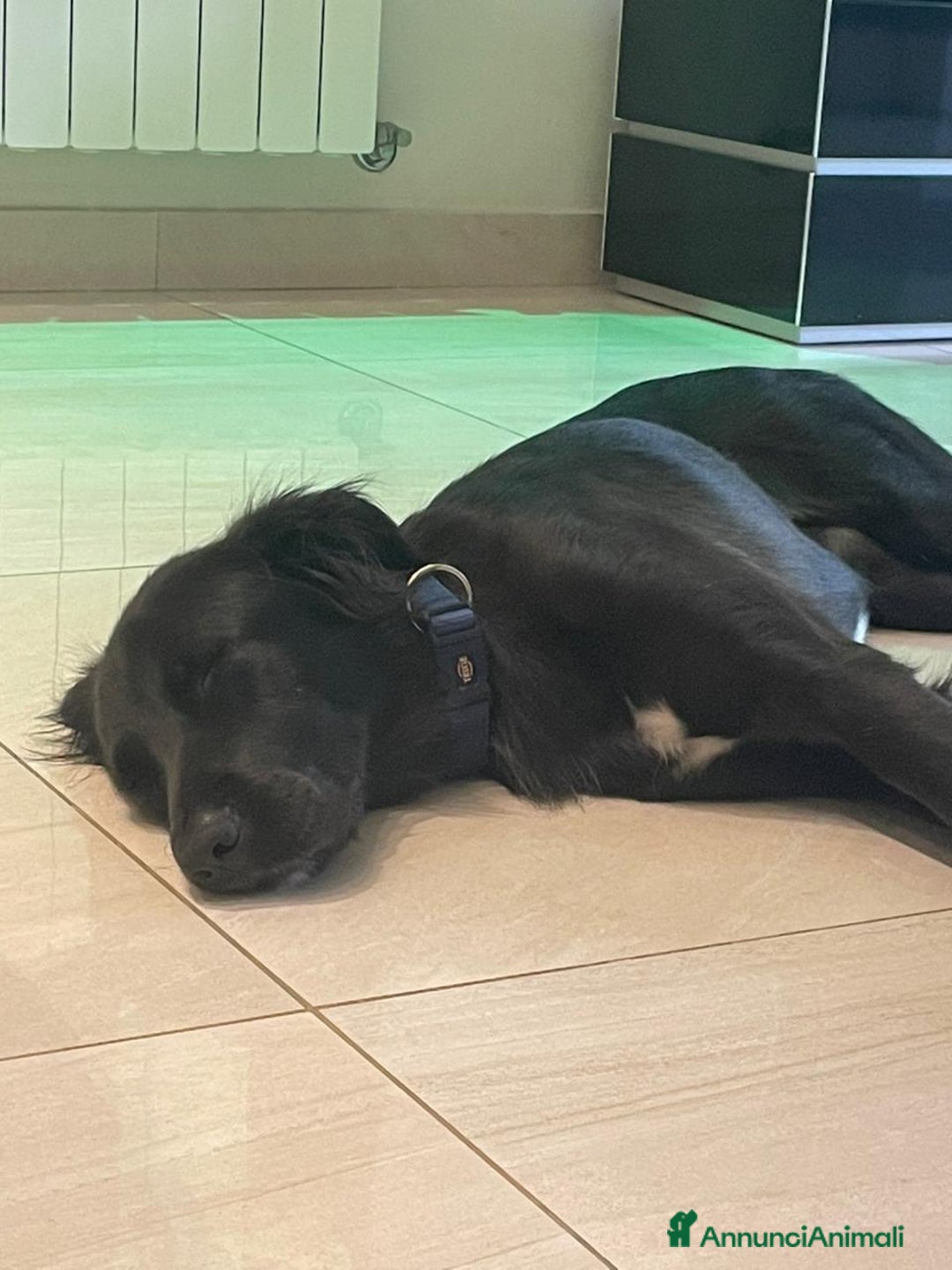 Meticcio cani in regalo: Blackie, Simil Flat Coat Retriever - Annuncio 8