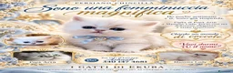Persiano gatti in vendita: Persiano chincillà - Annuncio 1