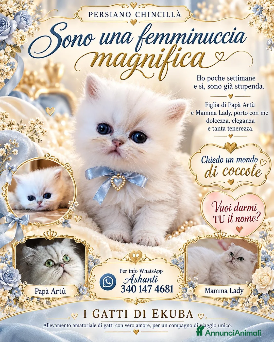 Persiano gatti in vendita: Persiano chincillà - Annuncio 1