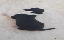 Border Collie cani in vendita: Cuccioli di Border Collie a Città metropolitana di Palermo - Immagine 8