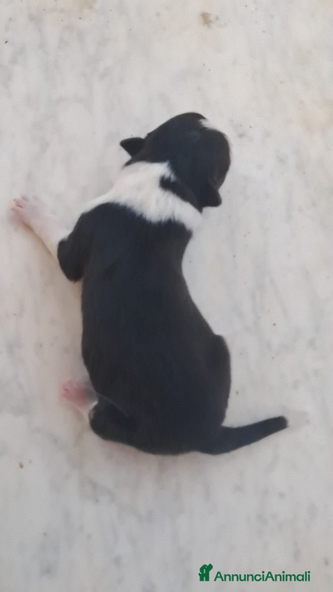 Border Collie cani in vendita: Cuccioli di Border Collie a Città metropolitana di Palermo - Immagine 8