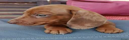 Bassotto cani in vendita: Bassotto arlecchino fulvo - Annuncio 4