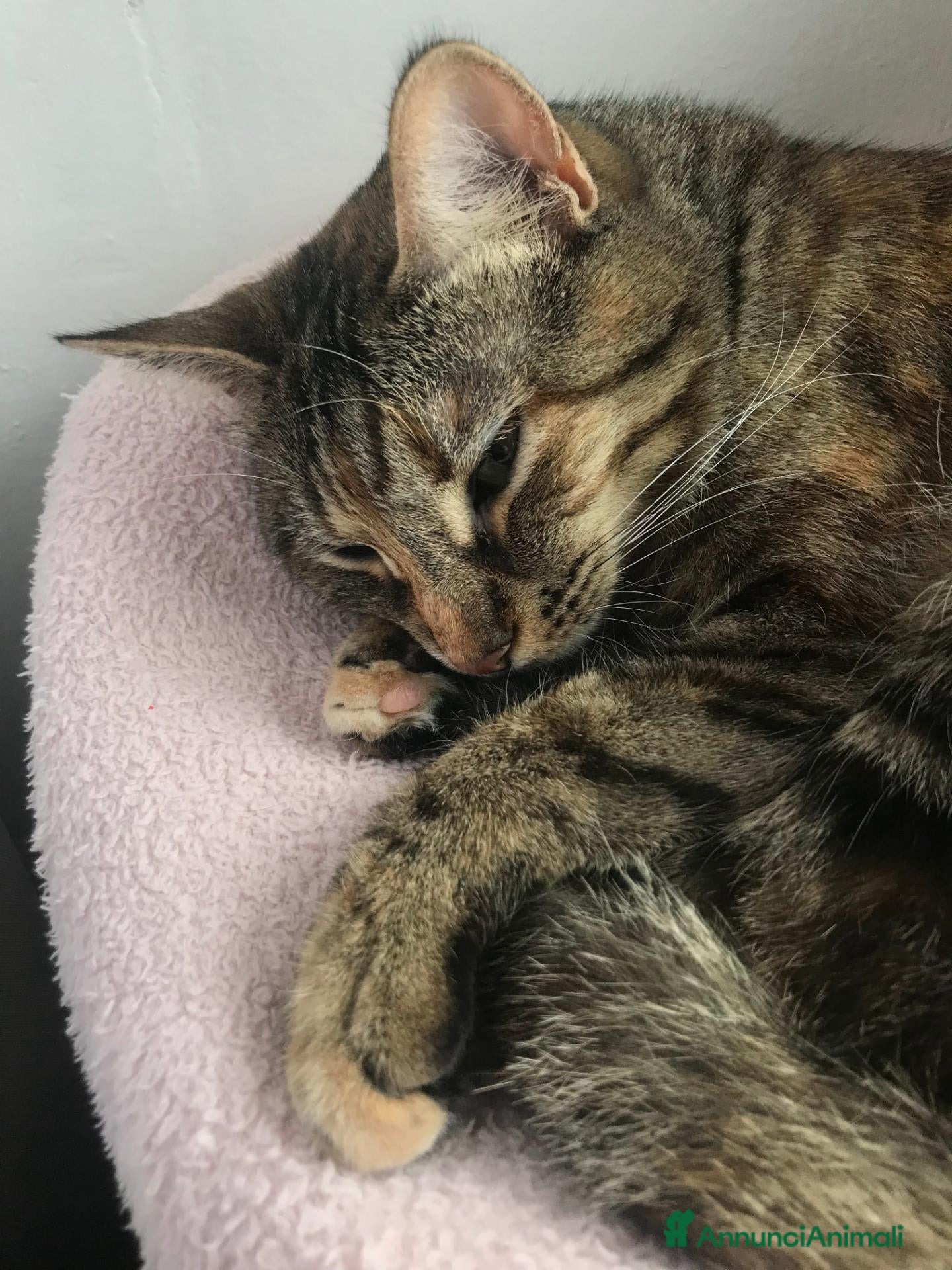 Meticcio gatti Maya, gatto europeo  - Annuncio 20