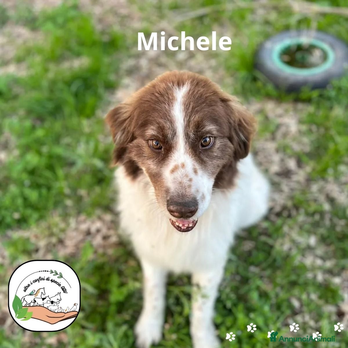 Border Collie cani MICHELE incrocio border collie cerca adozione a Provincia di Latina - Annuncio 1