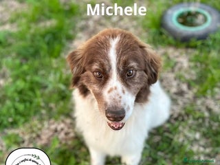 Border Collie cani MICHELE incrocio border collie cerca adozione a Provincia di Latina - Annuncio 2