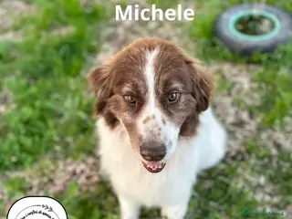 Border Collie cani MICHELE incrocio border collie cerca adozione a Provincia di Latina - Annuncio 1