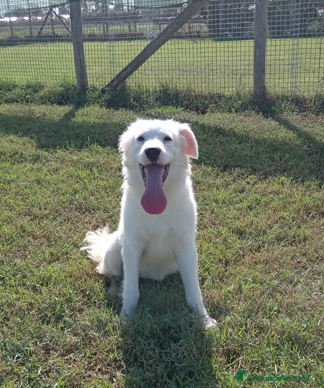Meticcio cani in regalo: Katerina cucciolona bianca come la neve tg media a Provincia di Latina - Annuncio 2