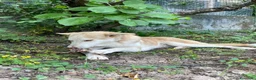 Meticcio cani in regalo: Simba a Provincia di Cosenza - Annuncio 5