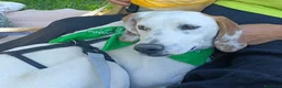 Meticcio cani in regalo: Pluto  - Annuncio 1