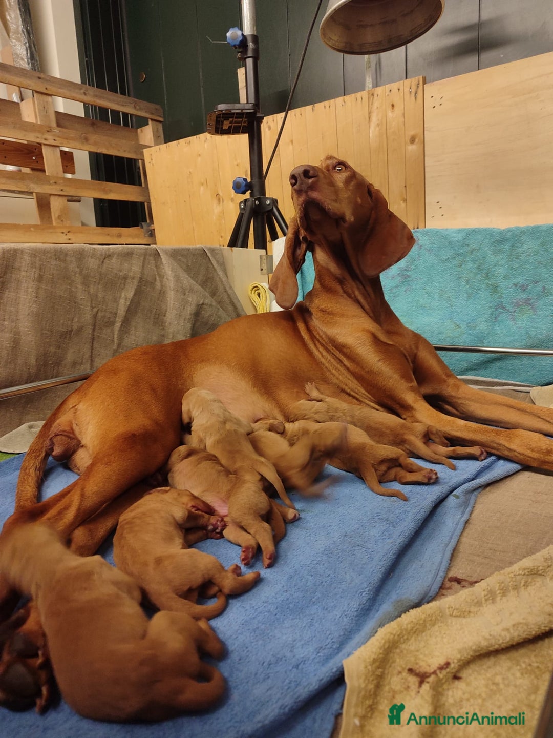 Vizsla cani in vendita: Cucciolata Vizla - Bracco Ungherese - Immagine 7