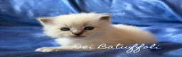 Siberiano gatti in vendita: Cuccioli Gatto Siberiano AFSI WCF, Alta genealogia - Annuncio 10