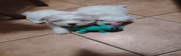 Maltese cani in vendita: Cuccioli maltese rasa base, cerca famiglia  - Annuncio 2