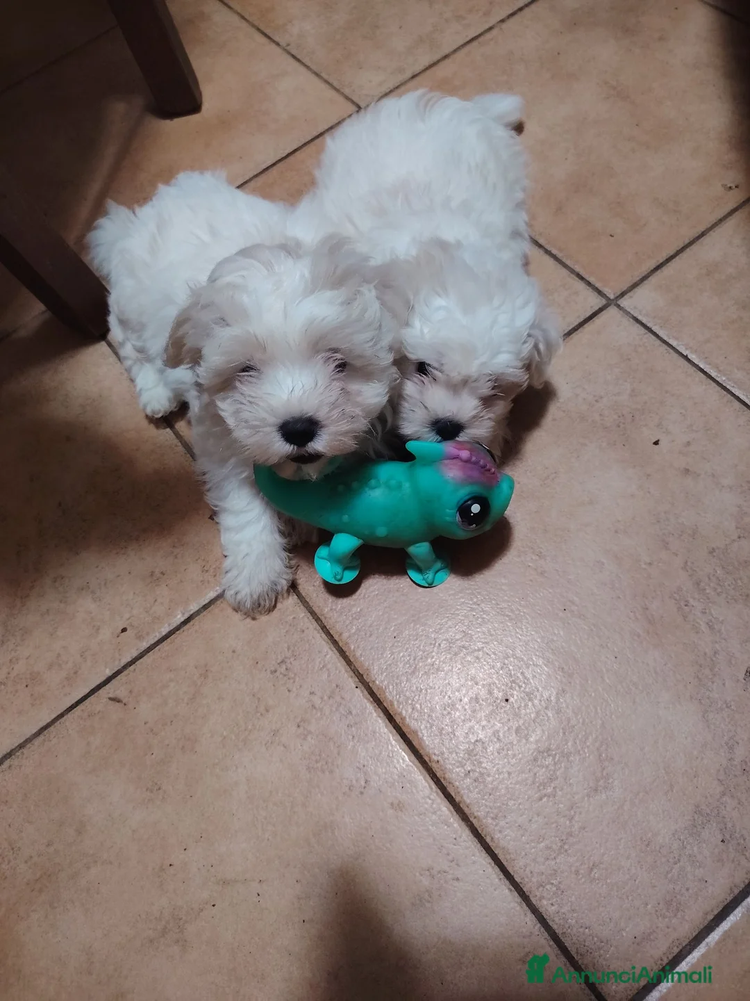 Maltese cani in vendita: Cuccioli maltese rasa base, cerca famiglia  - Annuncio 2