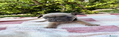 Bulldog Francese 6