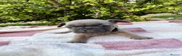 Bulldog Francese cani in vendita: Cuccioli bulldog francese  - Annuncio 19