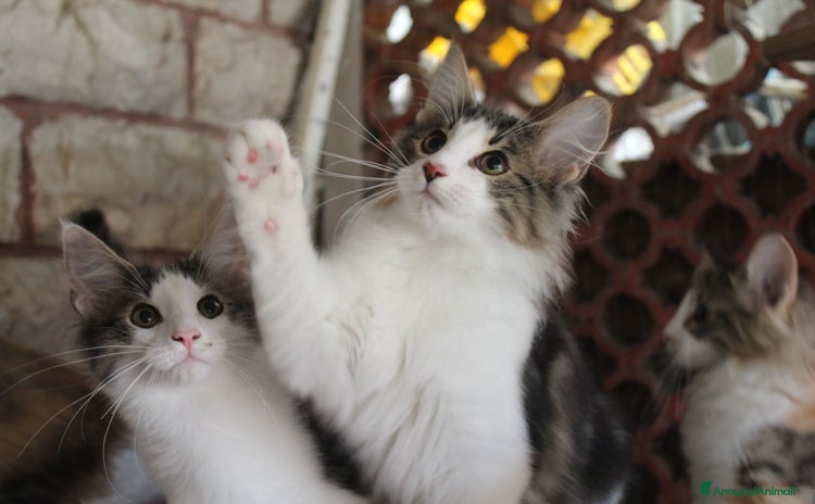 Norvegese gatti - Annuncio 7