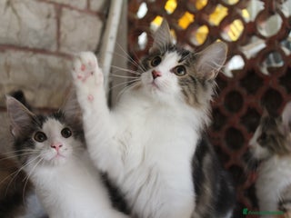 Norvegese gatti Cuccioli Norvegesi delle Foreste - Annuncio 5