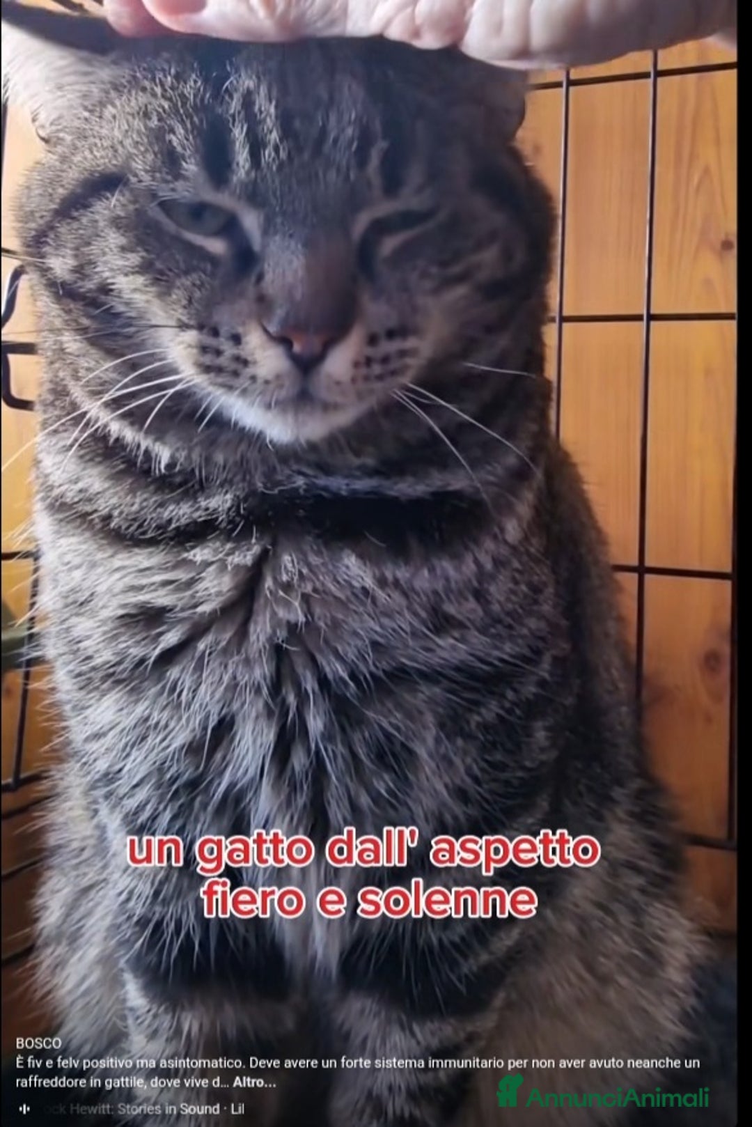 Europeo gatti in regalo: Micione tigrato FIV+asintomatica SOS XBOSCO.ROMA a Città metropolitana di Milano - Annuncio 4