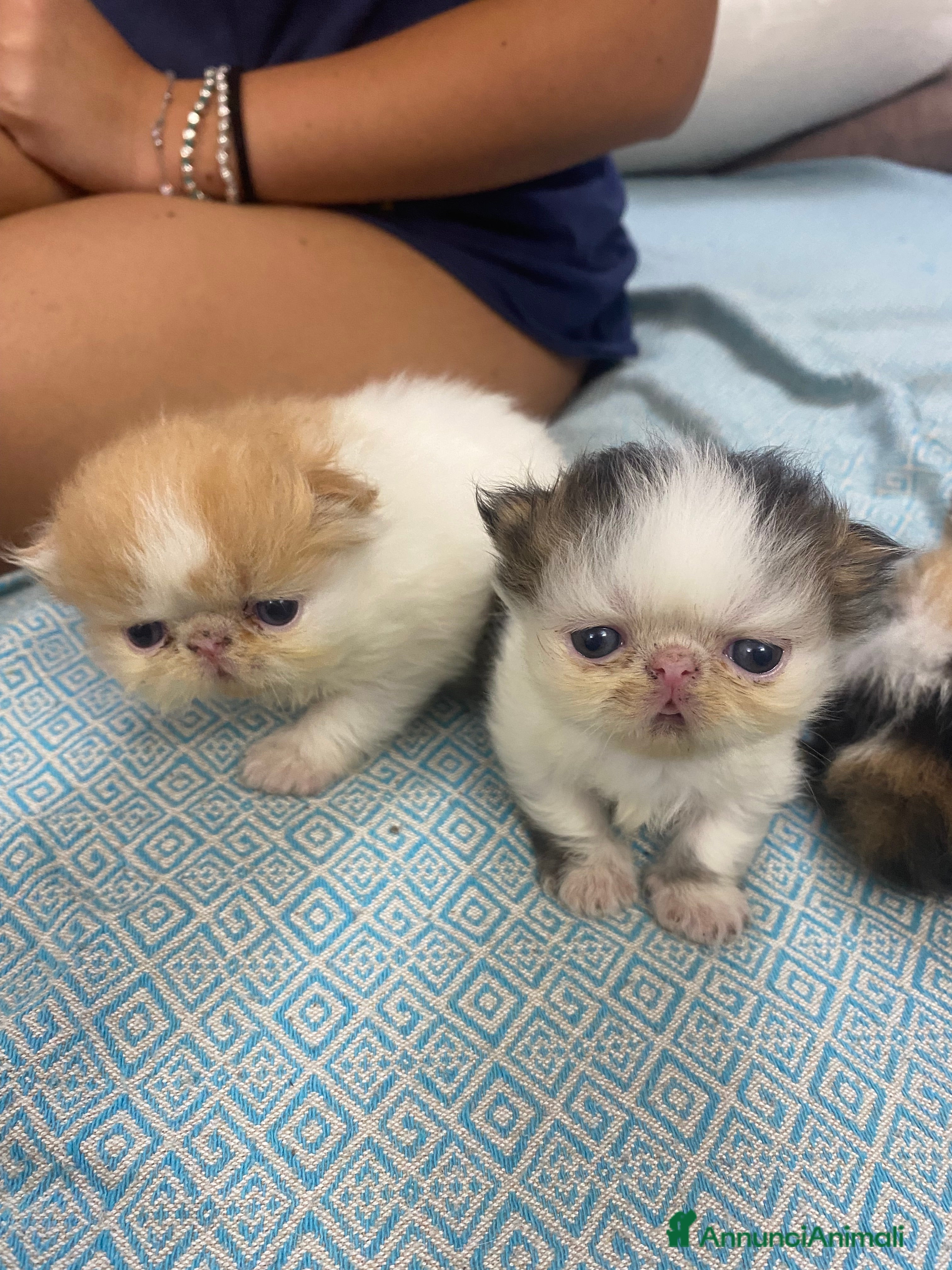 Persiano gatti Gattino persiano ipertipico  - Annuncio 10