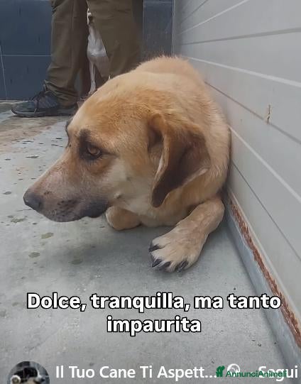Meticcio cani GRANDE RICHIESTA DI AIUTO PER QUESTA CAGNOLINA! - Annuncio 9