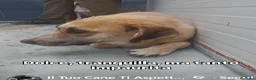 Meticcio cani in regalo: GRANDE RICHIESTA DI AIUTO PER QUESTA CAGNOLINA! - Annuncio 1