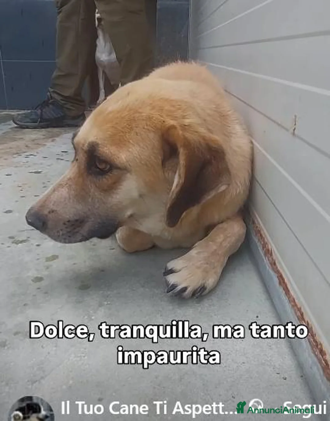 Meticcio cani in regalo: GRANDE RICHIESTA DI AIUTO PER QUESTA CAGNOLINA! - Annuncio 1