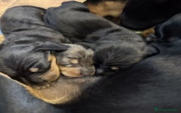 Bassotto cani in vendita: Bassotti Cuccioli - Immagine 4