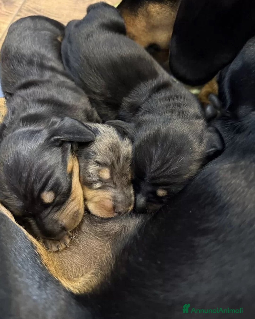 Bassotto cani in vendita: Bassotti Cuccioli - Immagine 4