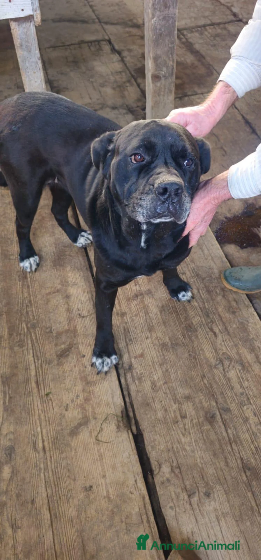 Altre razze cani in regalo: aurelia - Annuncio 3