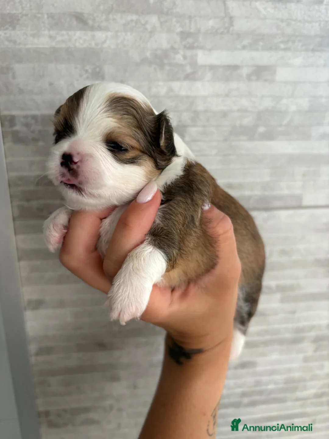 Chihuahua cani in vendita: Disponi Cuccioli di chihuahua a pelo lungo  - Annuncio 2