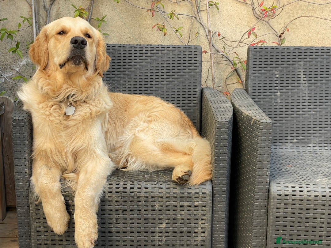Golden Retriever cani per accoppiamento: Apollo - Annuncio 2