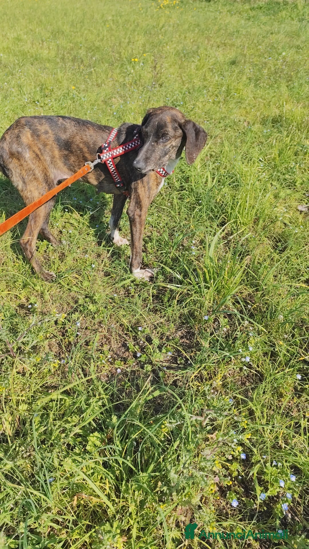 Meticcio cani in regalo: Cannella... adozione del SUPER CUORE ❤️ - Annuncio 13