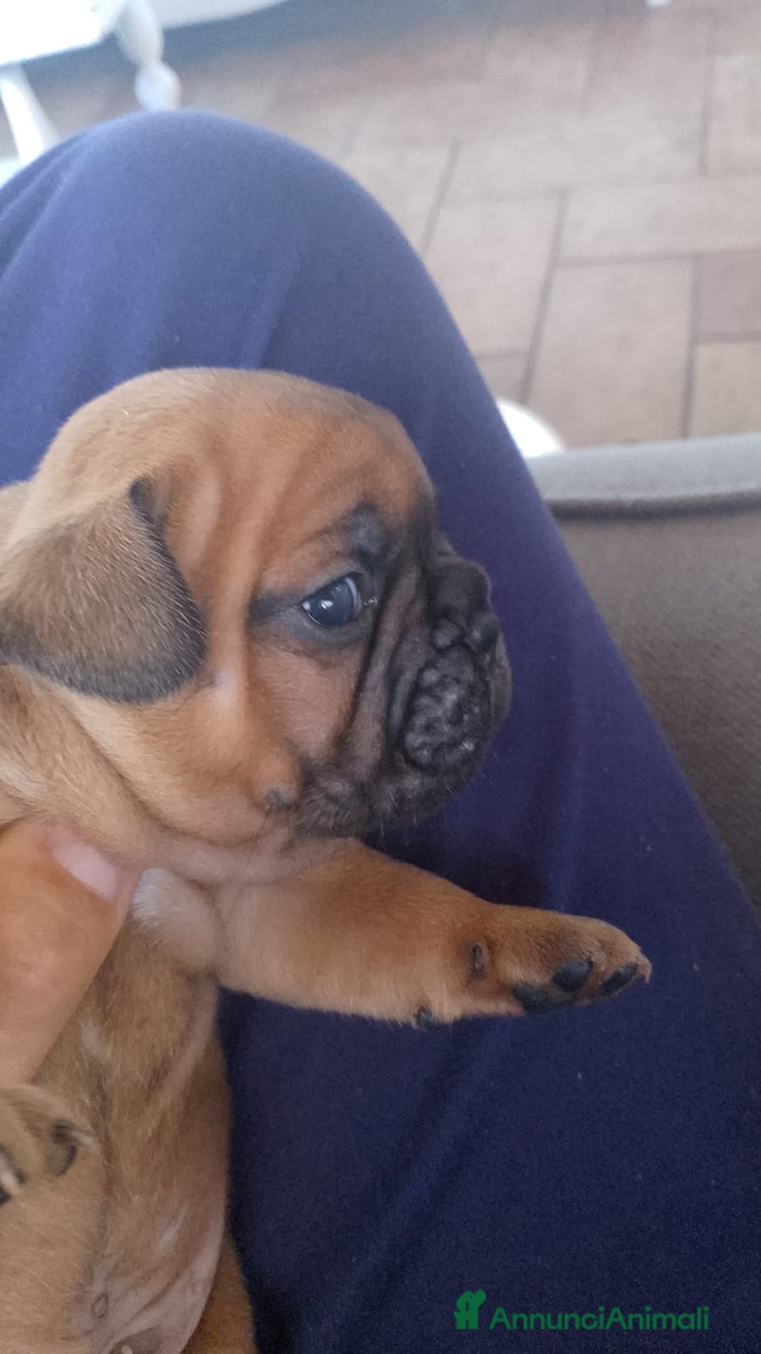 Bulldog Francese cani in vendita: Bulldog francese  - Annuncio 10