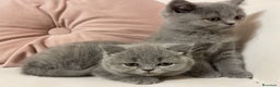 British gatti in vendita: MAGNIFICHE FEMMINUCCE BRITISH SHORTHAIR BLU - Annuncio 1
