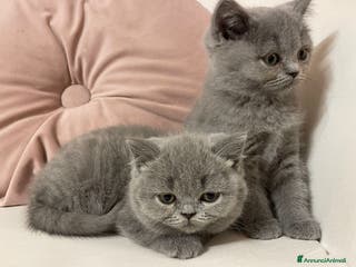 British gatti MAGNIFICHE FEMMINUCCE BRITISH SHORTHAIR BLU - Annuncio 18
