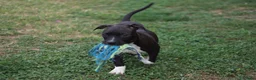 Pitbull cani in vendita: Cuccioli Pit Bull con pedigree anche a rate - Annuncio 16
