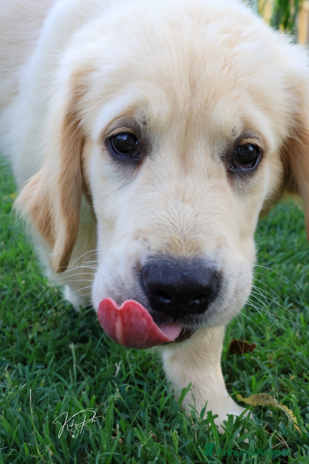 Golden Retriever cani in vendita: Cucciolo Golden Retriever a Provincia di Alessandria - Immagine 2