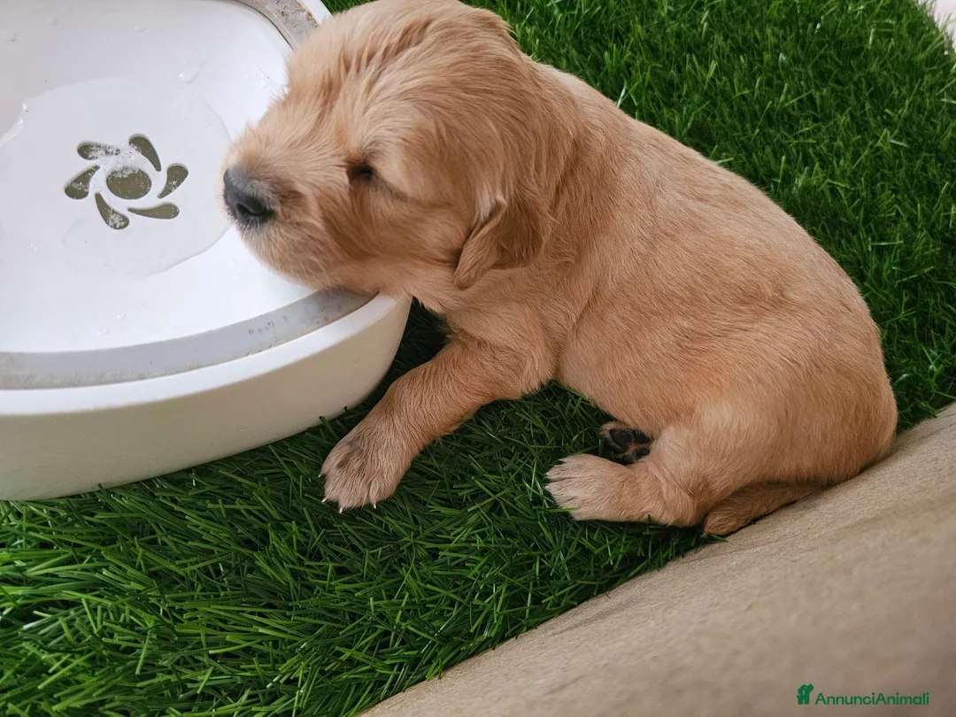 Golden Retriever cani in vendita: Cucciole golden retriver  - Annuncio 2