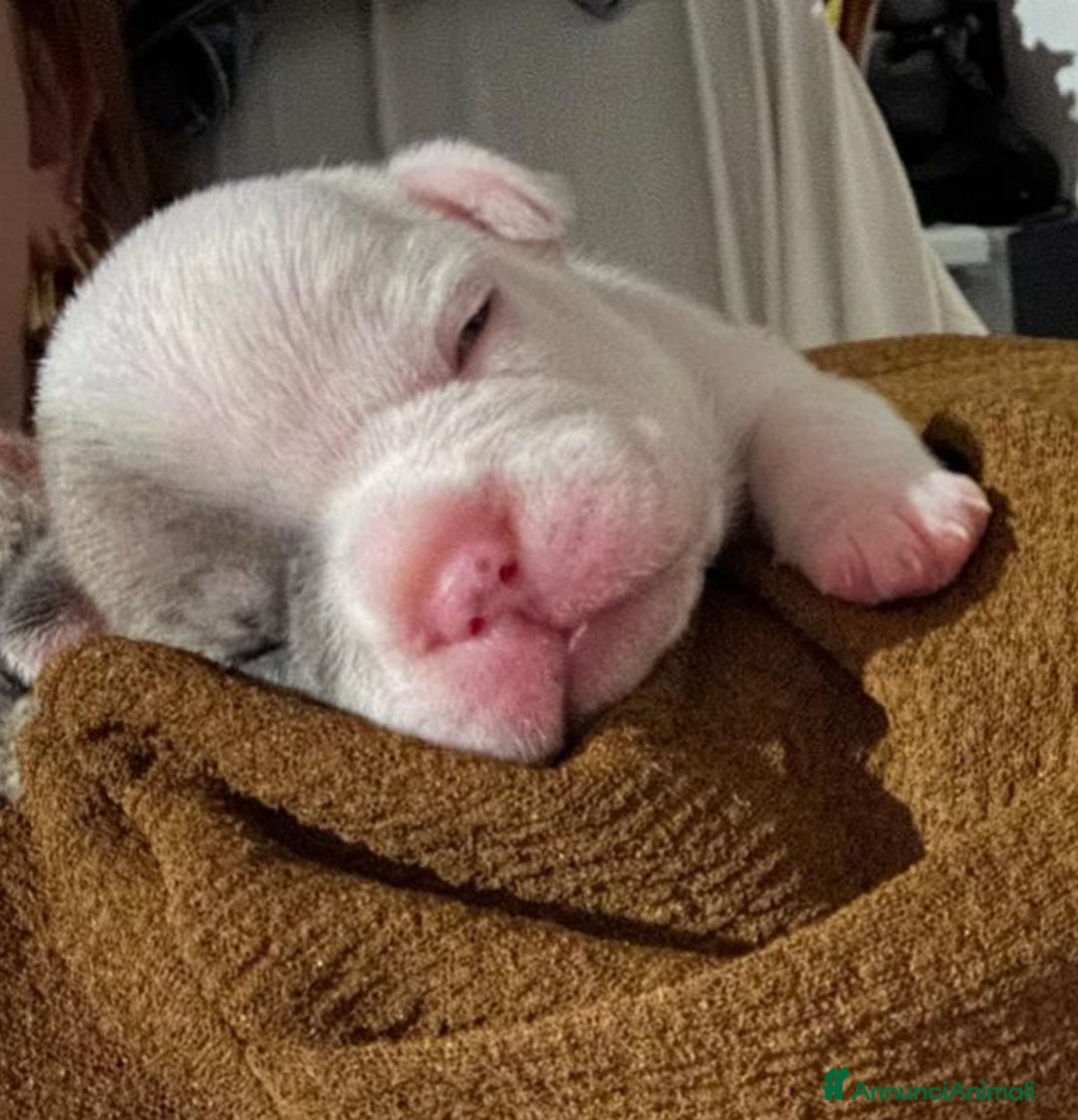 Bulldog Francese cani in vendita: Splendida Cucciolata Bulldog Francesi - Annuncio 5