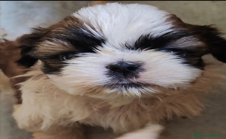 Shih Tzu cani a Provincia di Cuneo - Annuncio 1