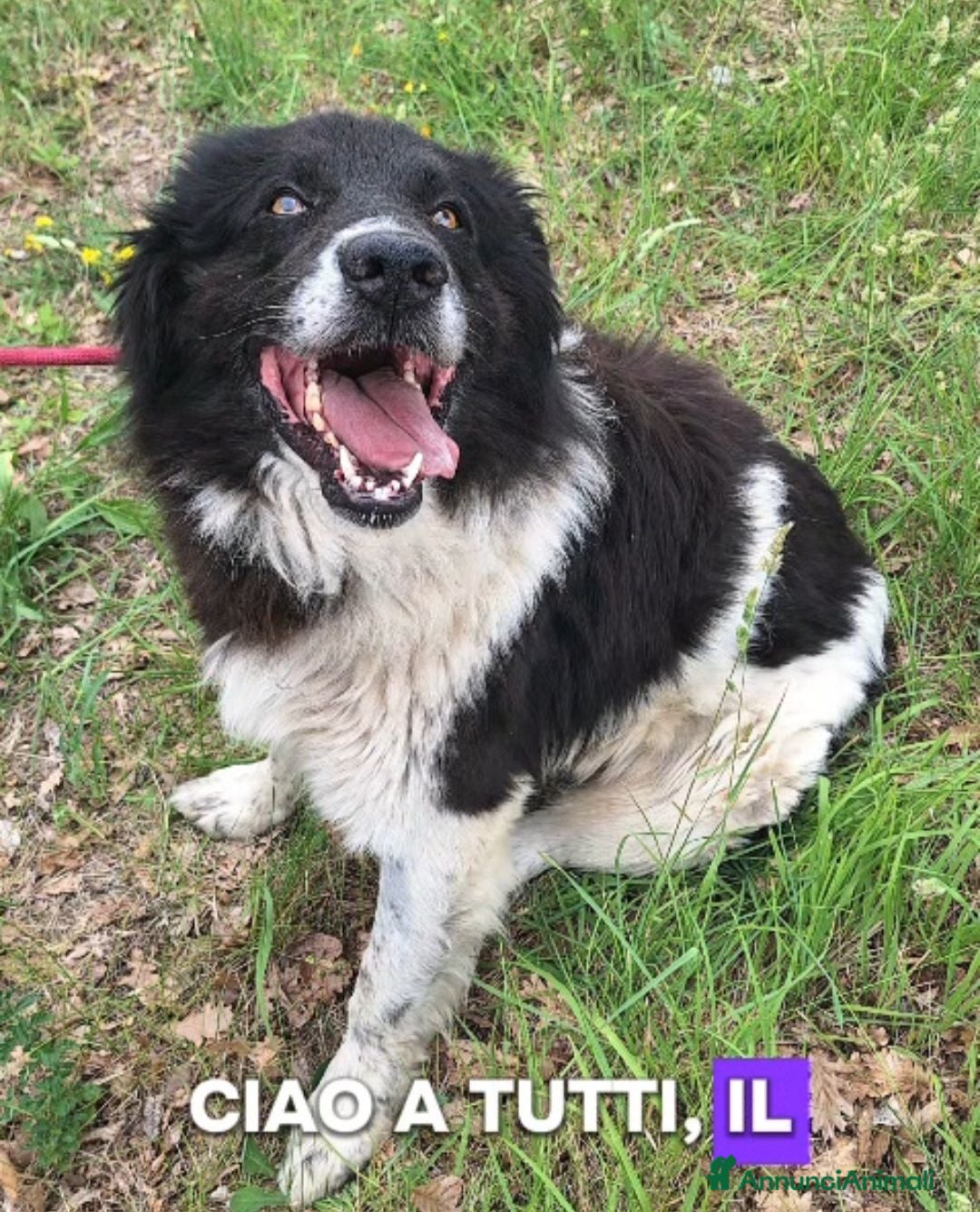 Meticcio cani Cosmo mix Border Collie 3anni,aspetta da sempre. - Annuncio 33